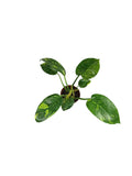 Philodendron Nuclear Congo