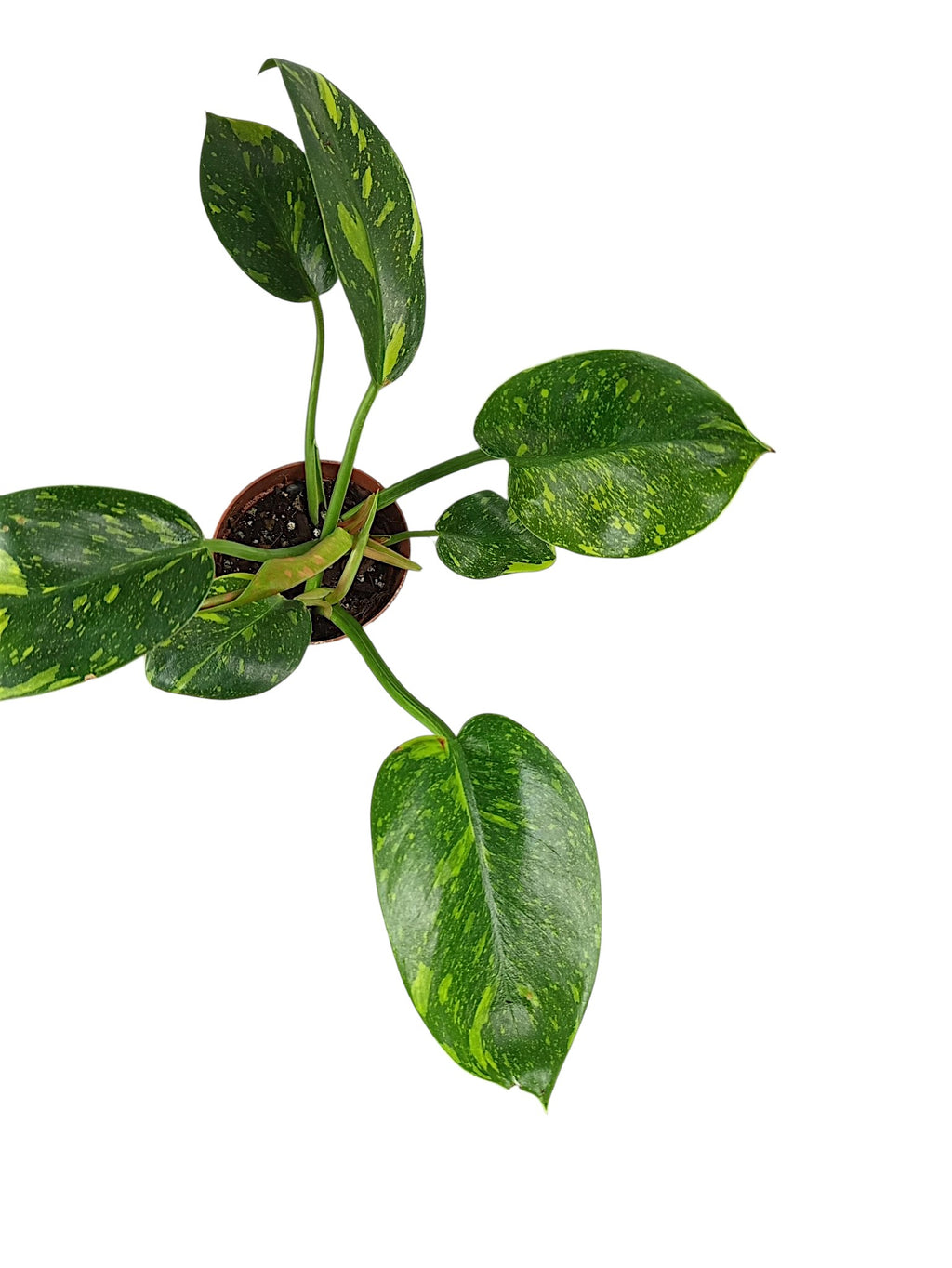 Philodendron Nuclear Congo