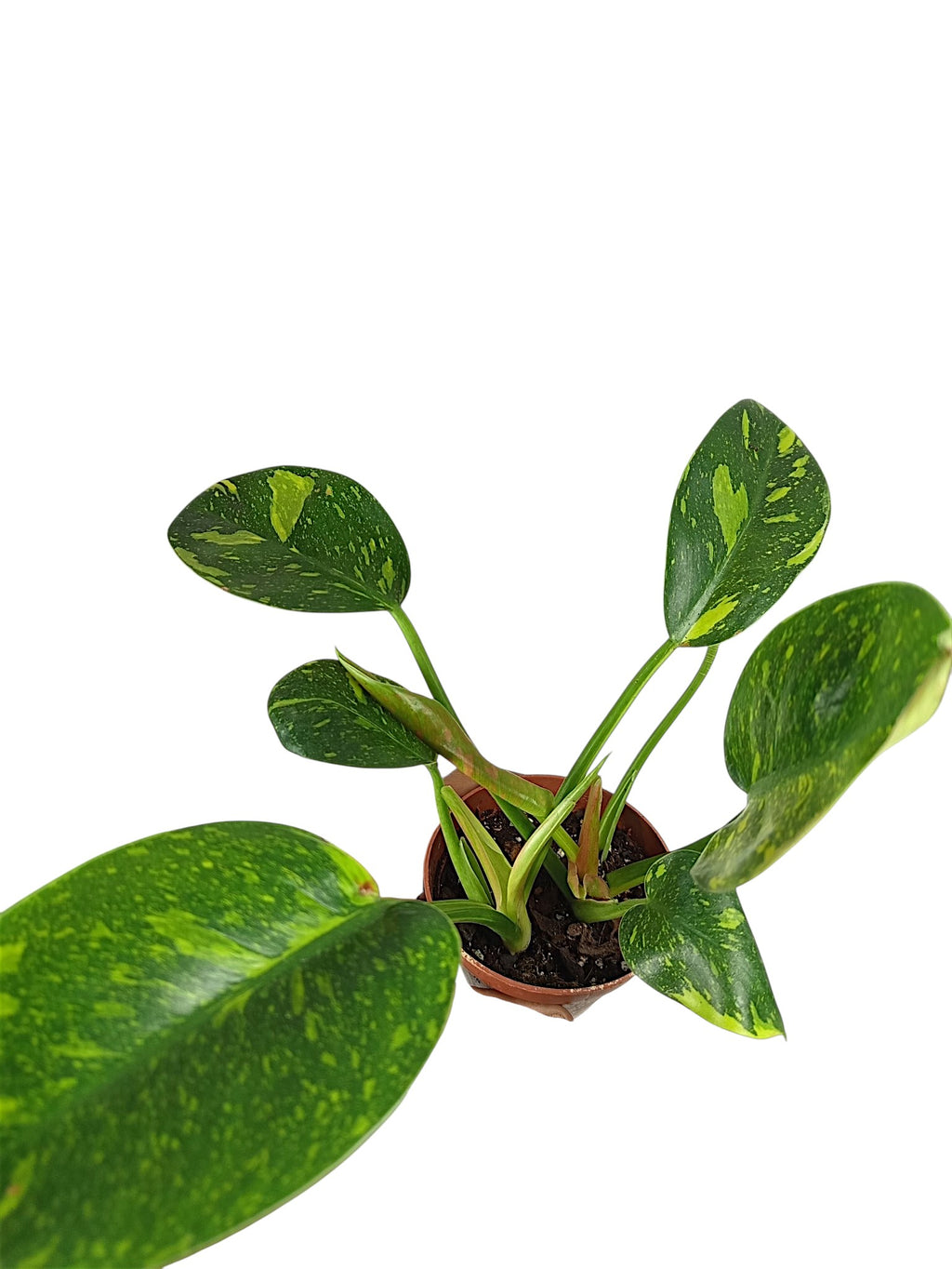 Philodendron Nuclear Congo