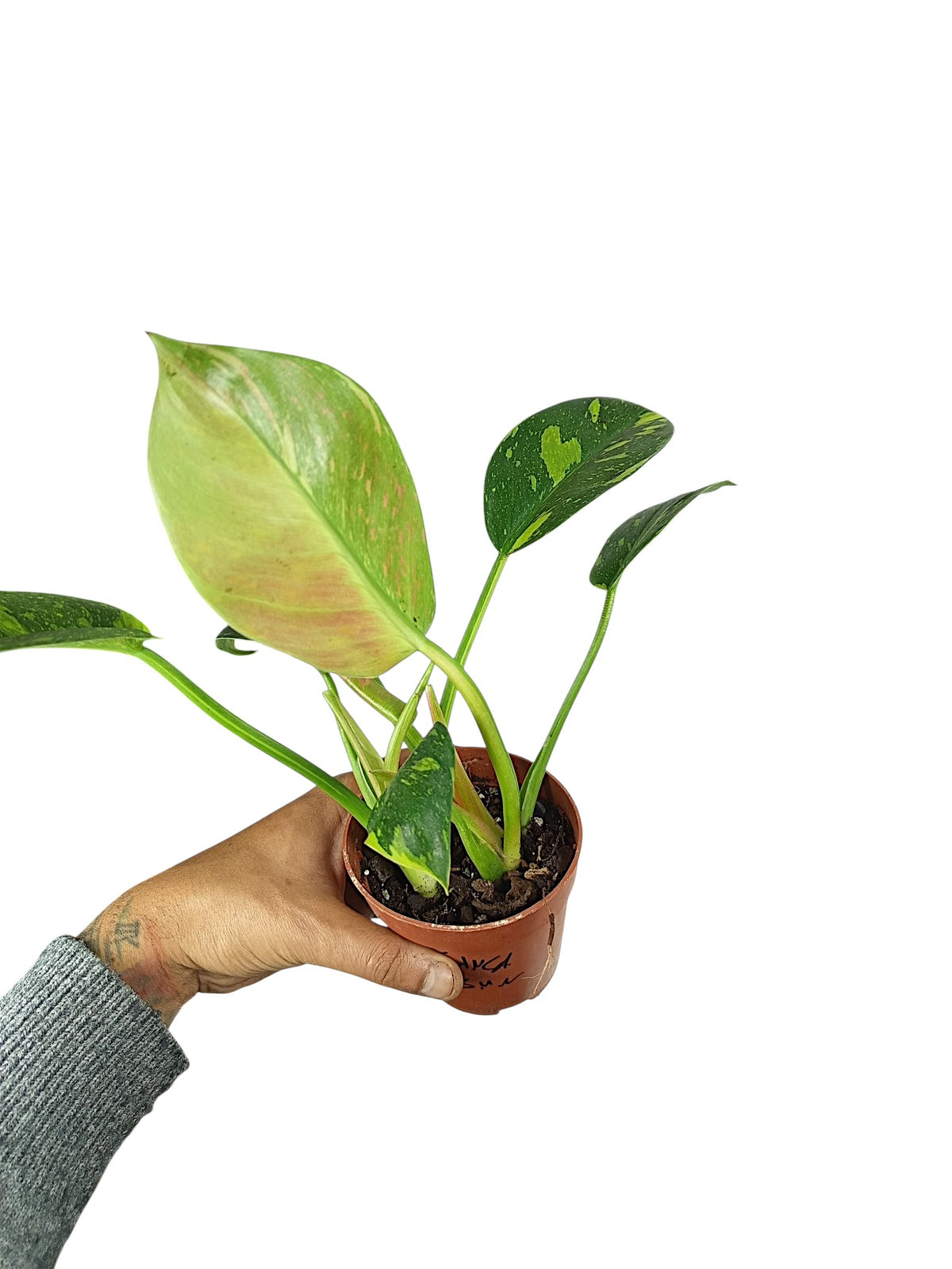 Philodendron Nuclear Congo