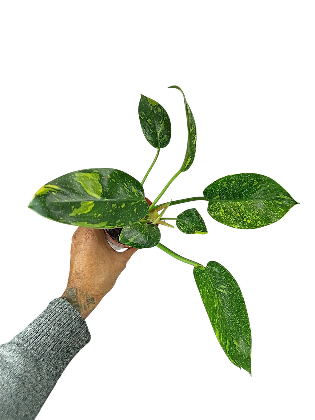 Philodendron Nuclear Congo
