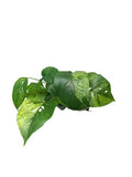 Epipremnum Pinnatum Mint