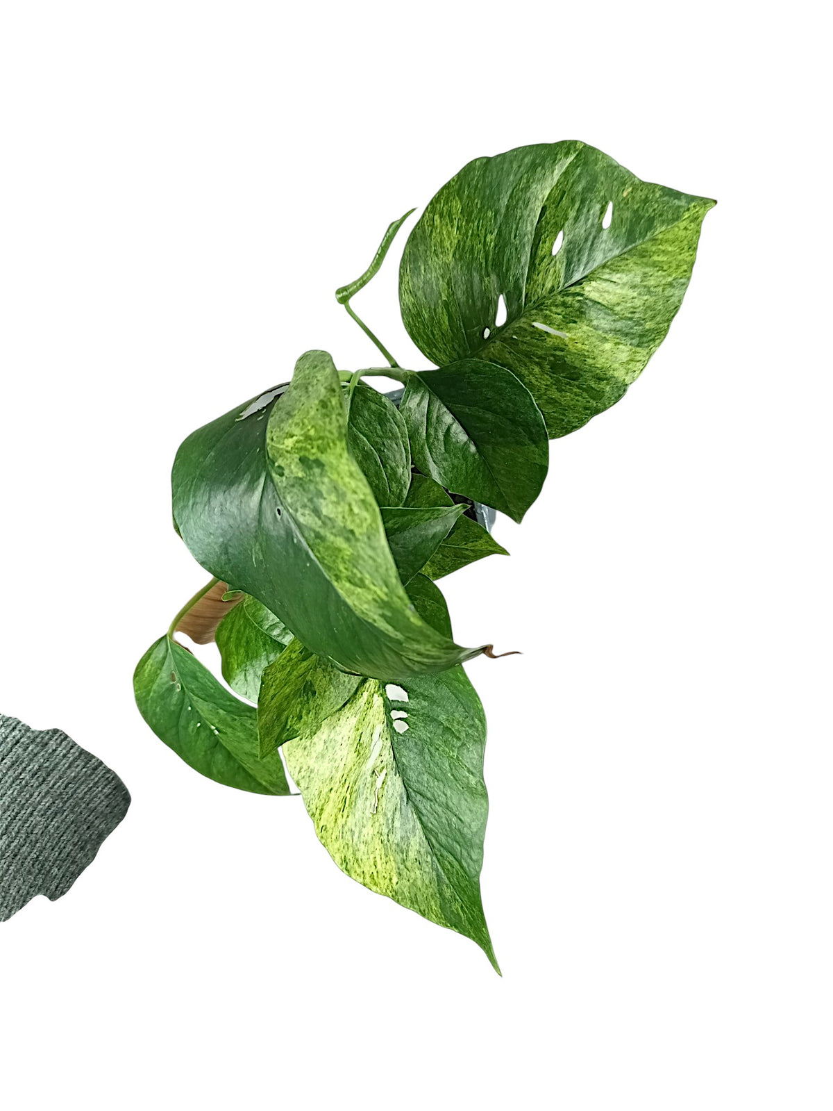 Epipremnum Pinnatum Mint