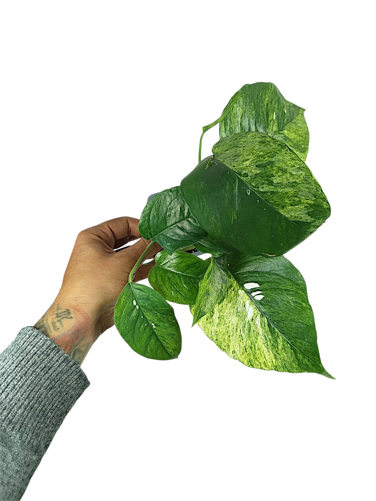 Epipremnum Pinnatum Mint