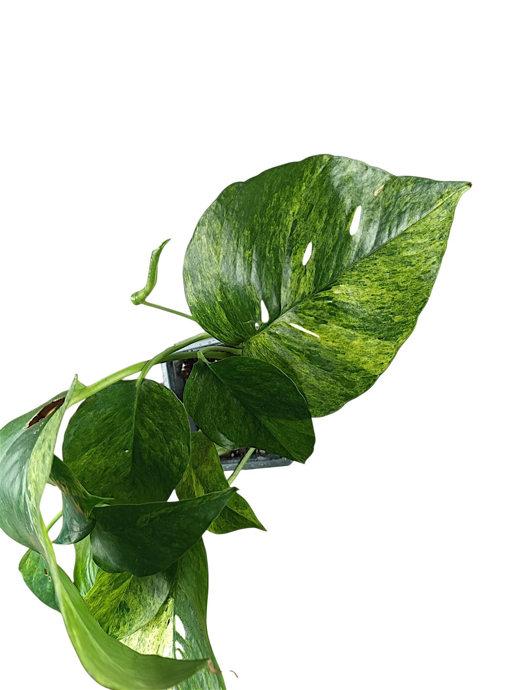 Epipremnum Pinnatum Mint