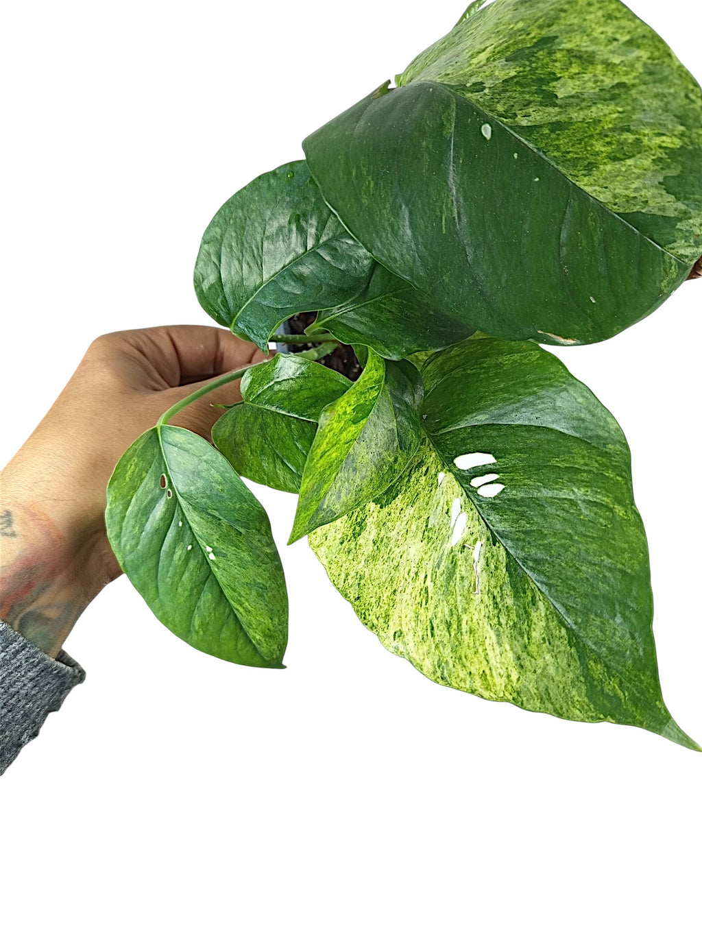 Epipremnum Pinnatum Mint