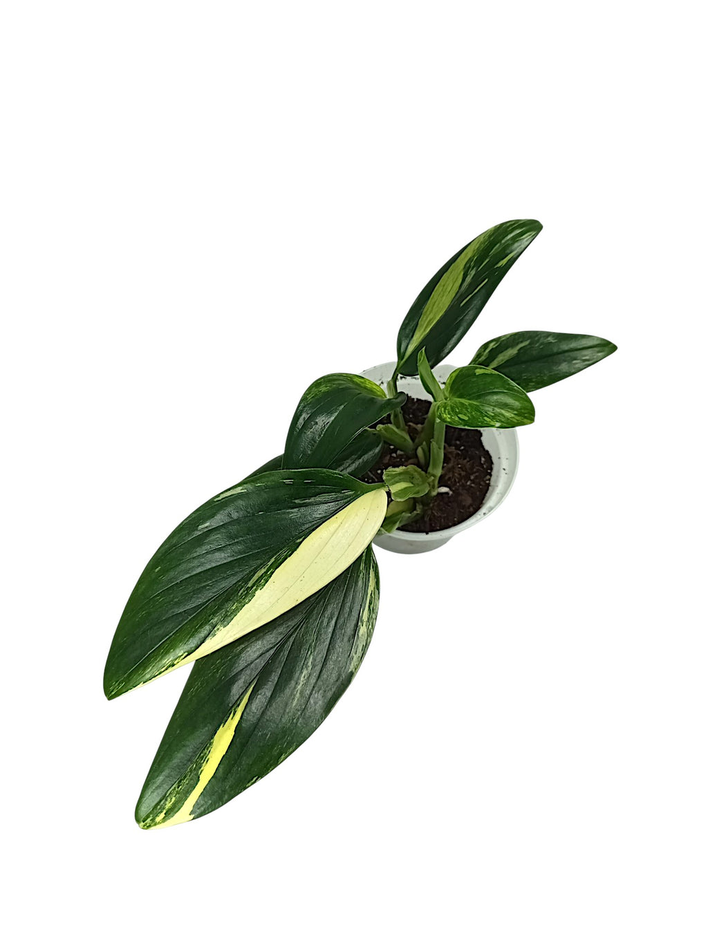 Monstera standleyana var