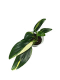 Monstera standleyana var