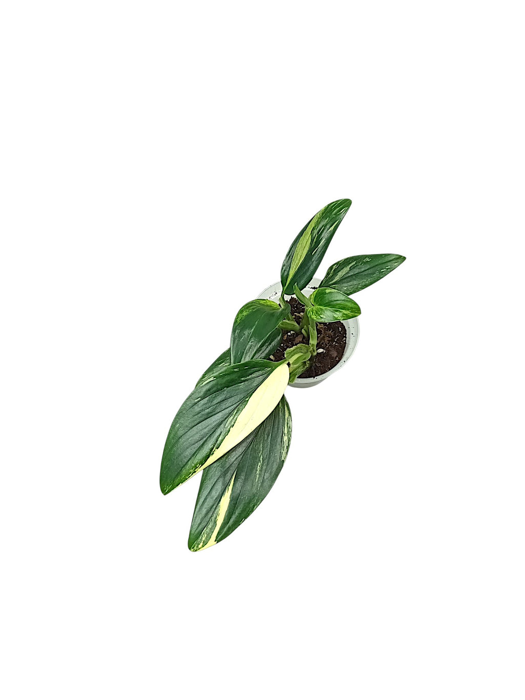 Monstera standleyana var