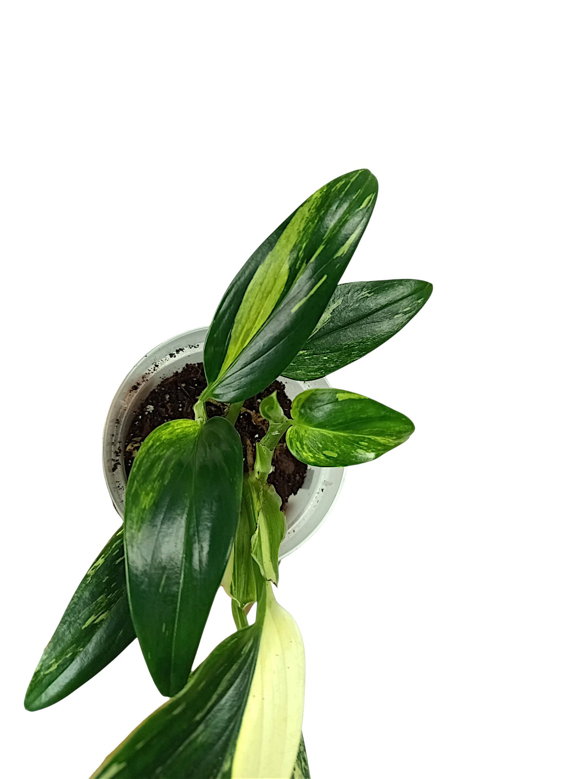 Monstera standleyana var