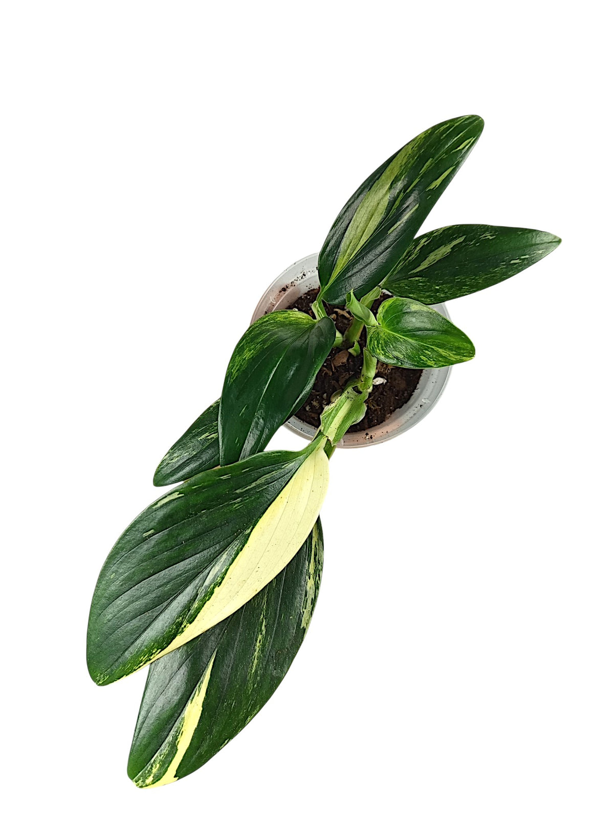 Monstera standleyana var