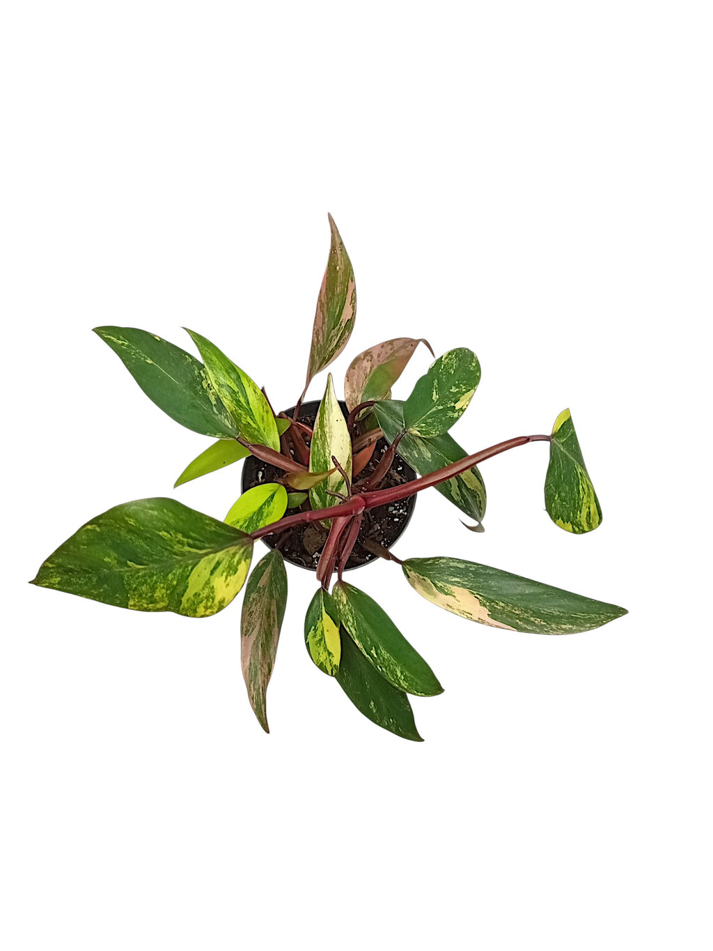 Philodendron Caramel Apple