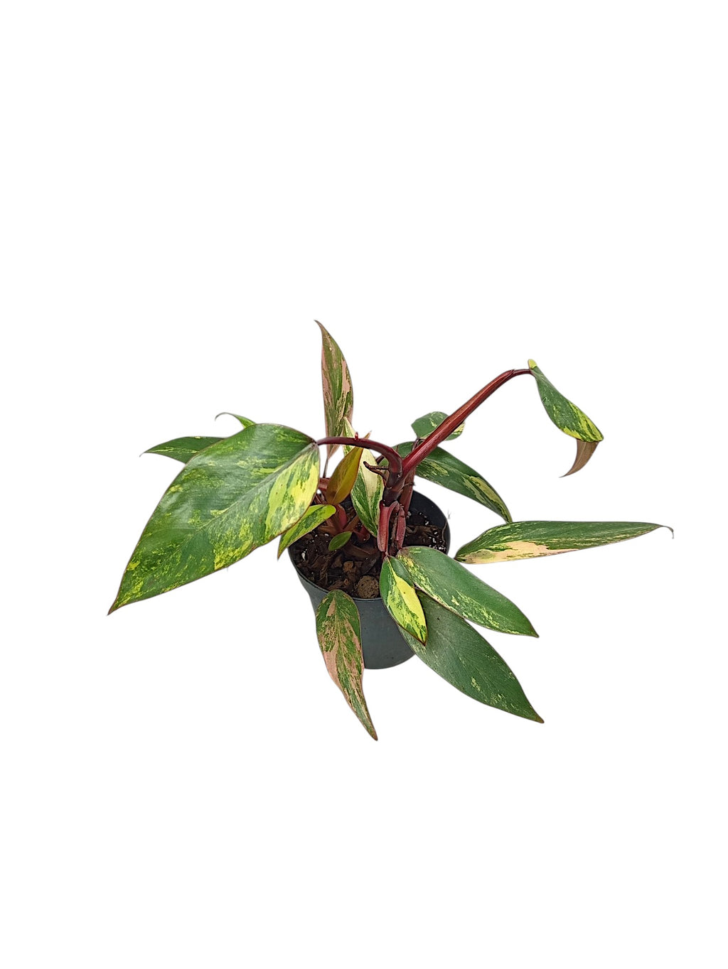 Philodendron Caramel Apple