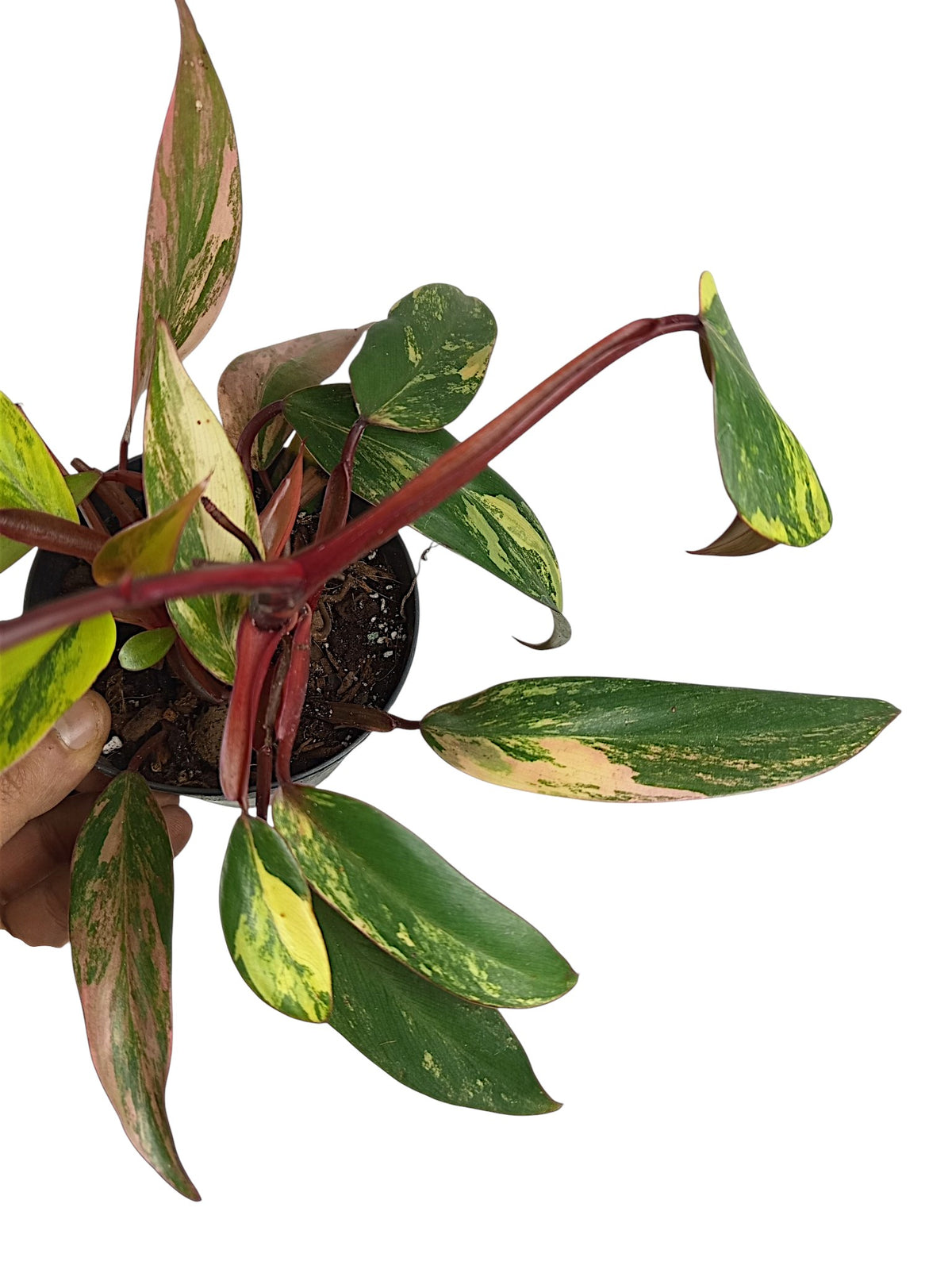 Philodendron Caramel Apple
