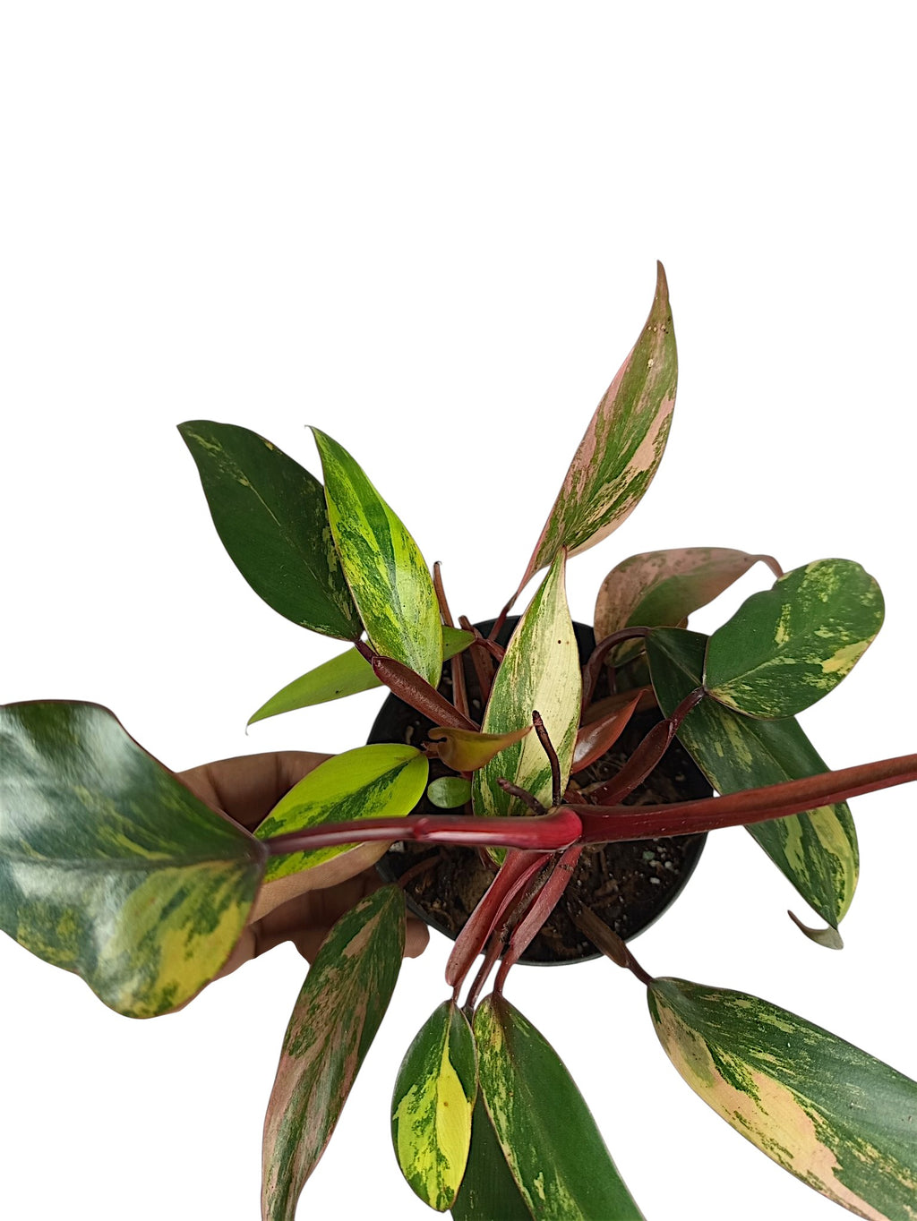 Philodendron Caramel Apple