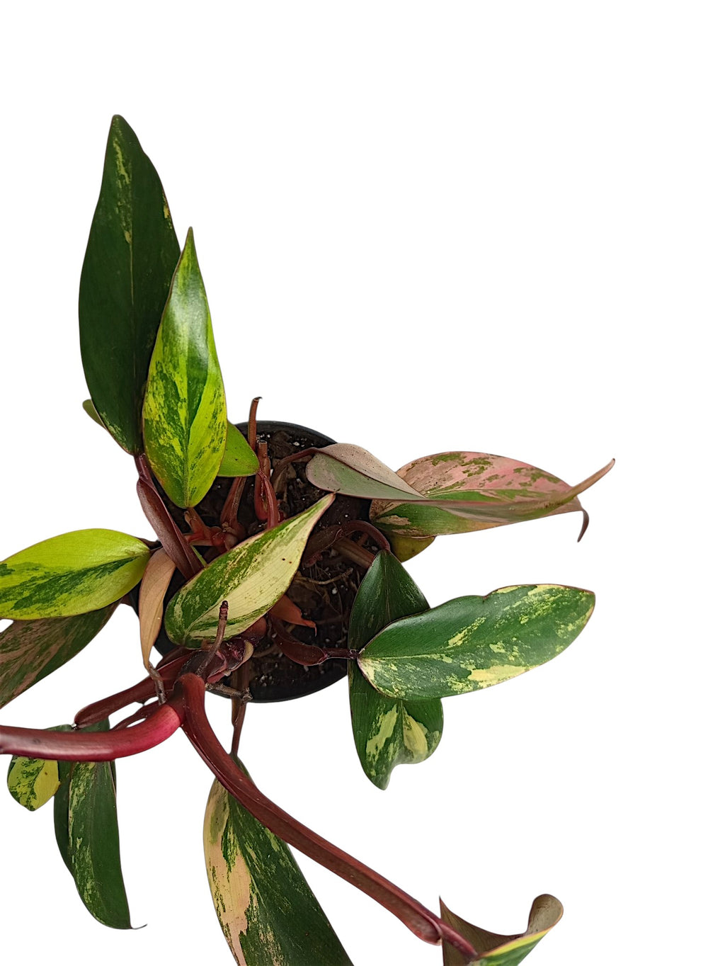 Philodendron Caramel Apple