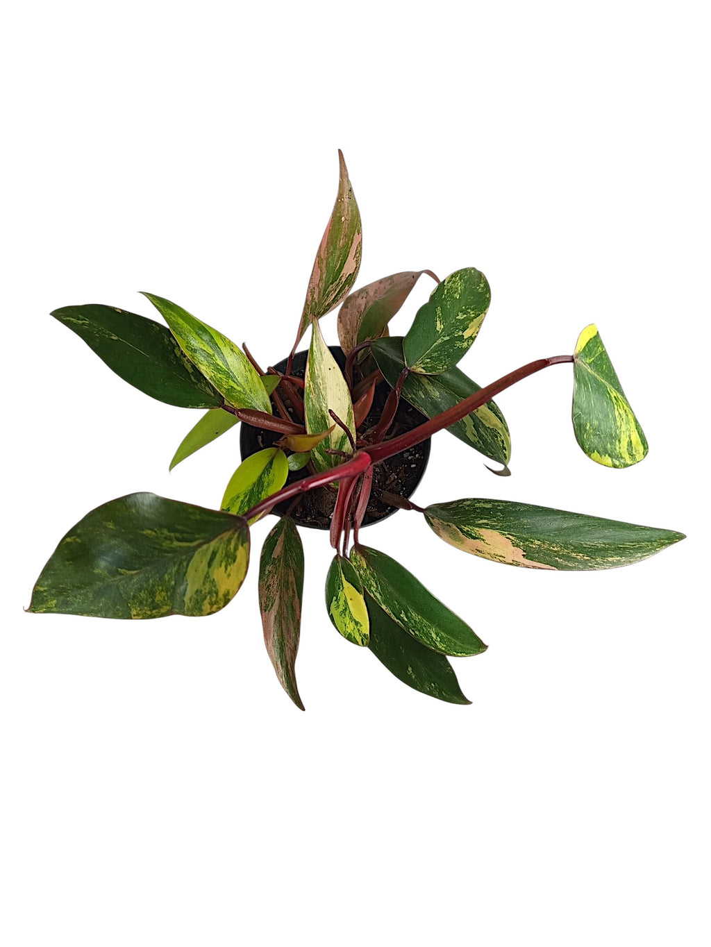 Philodendron Caramel Apple