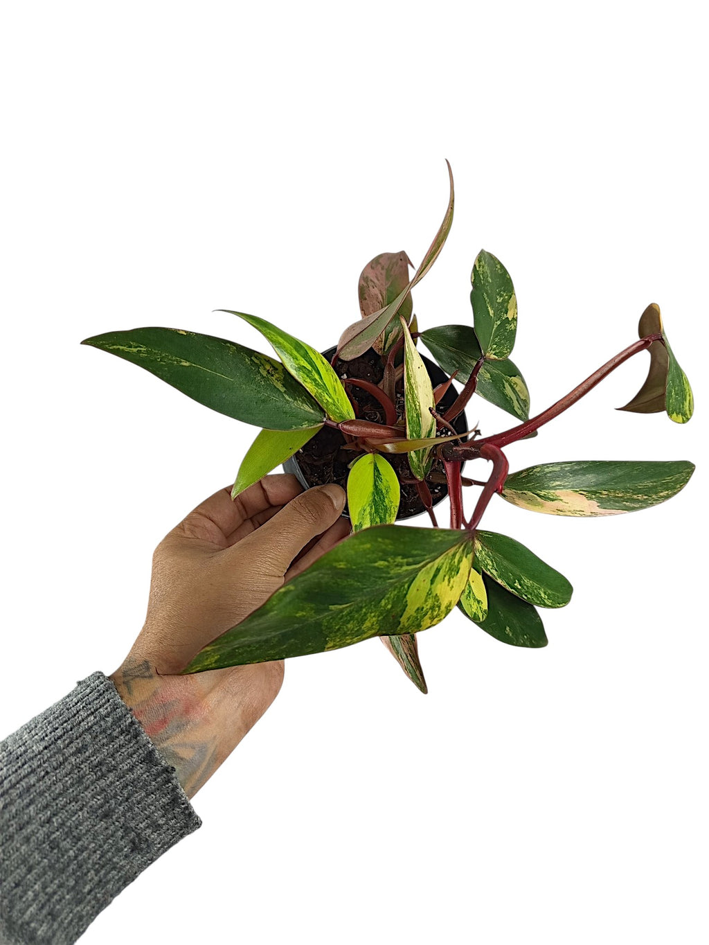 Philodendron Caramel Apple