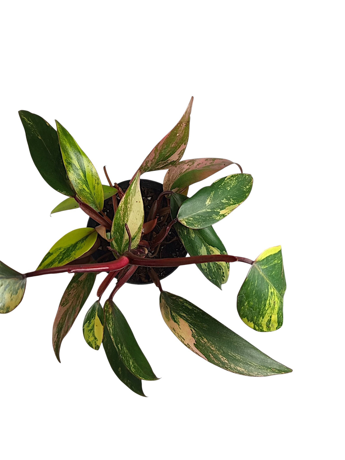 Philodendron Caramel Apple