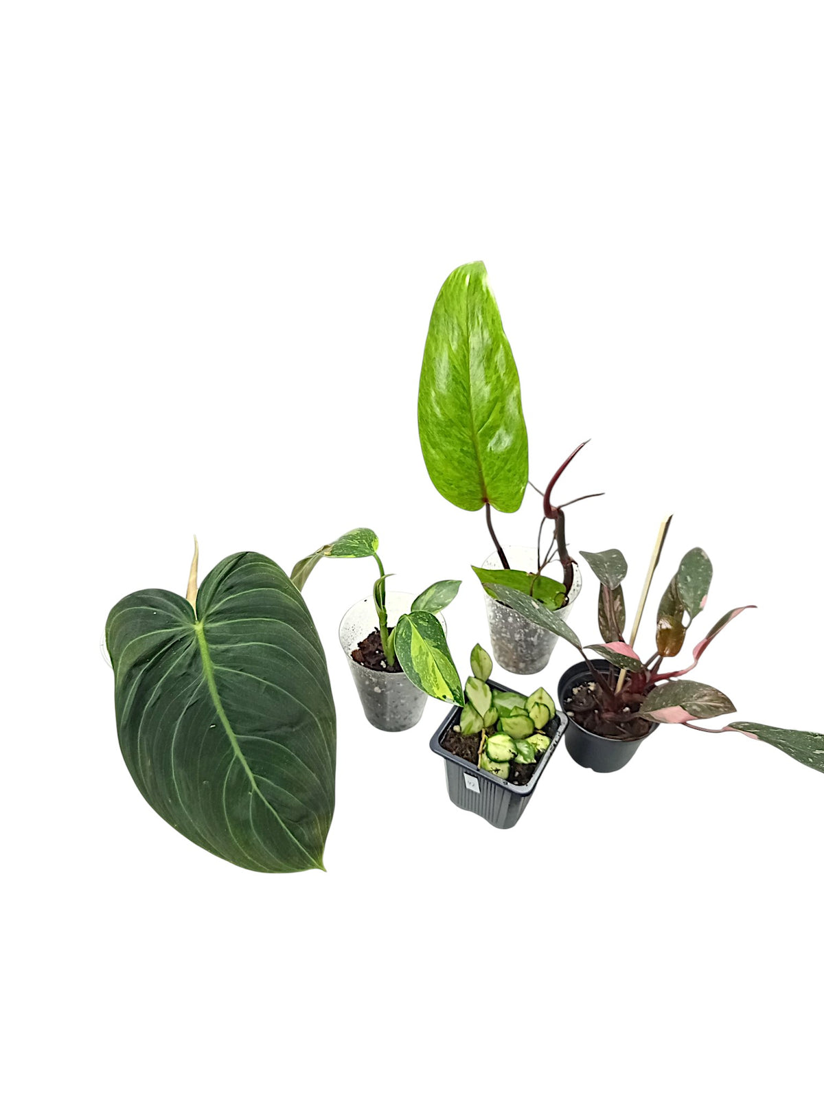 Group A 5 plants
