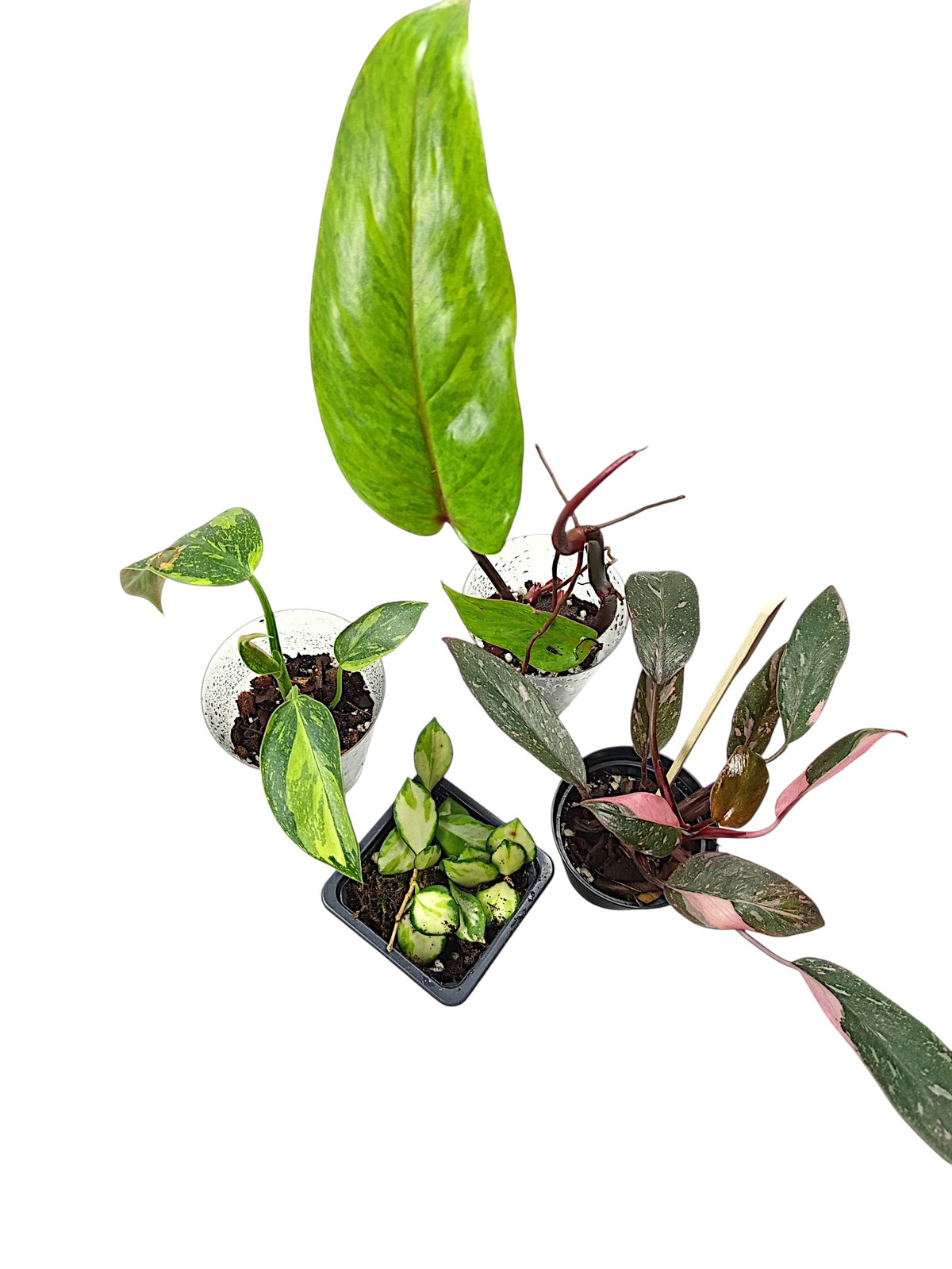 Group A 5 plants
