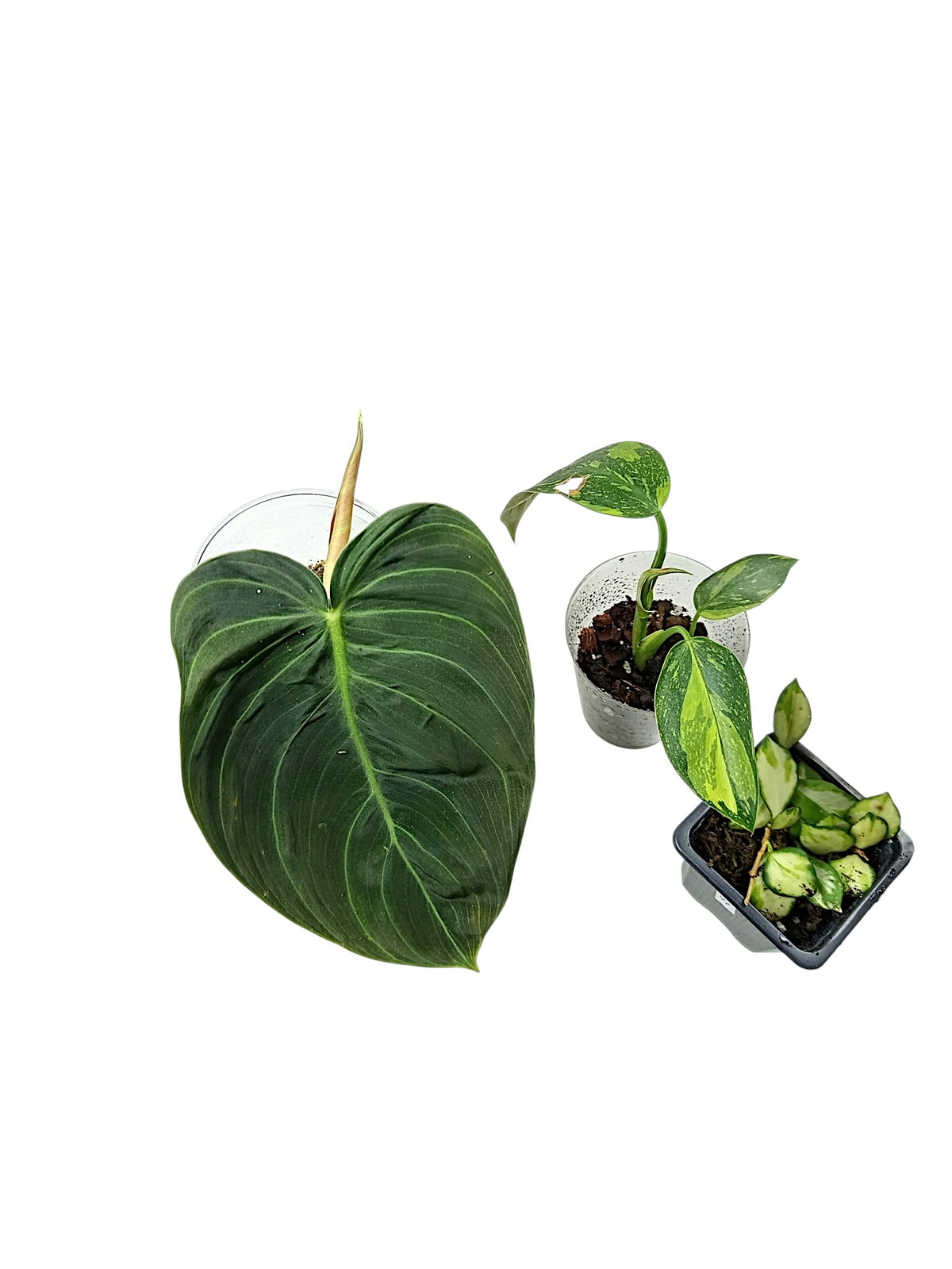 Group A 5 plants