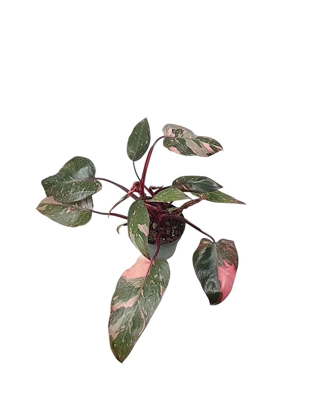 Philodendron Pink Princess Galazy