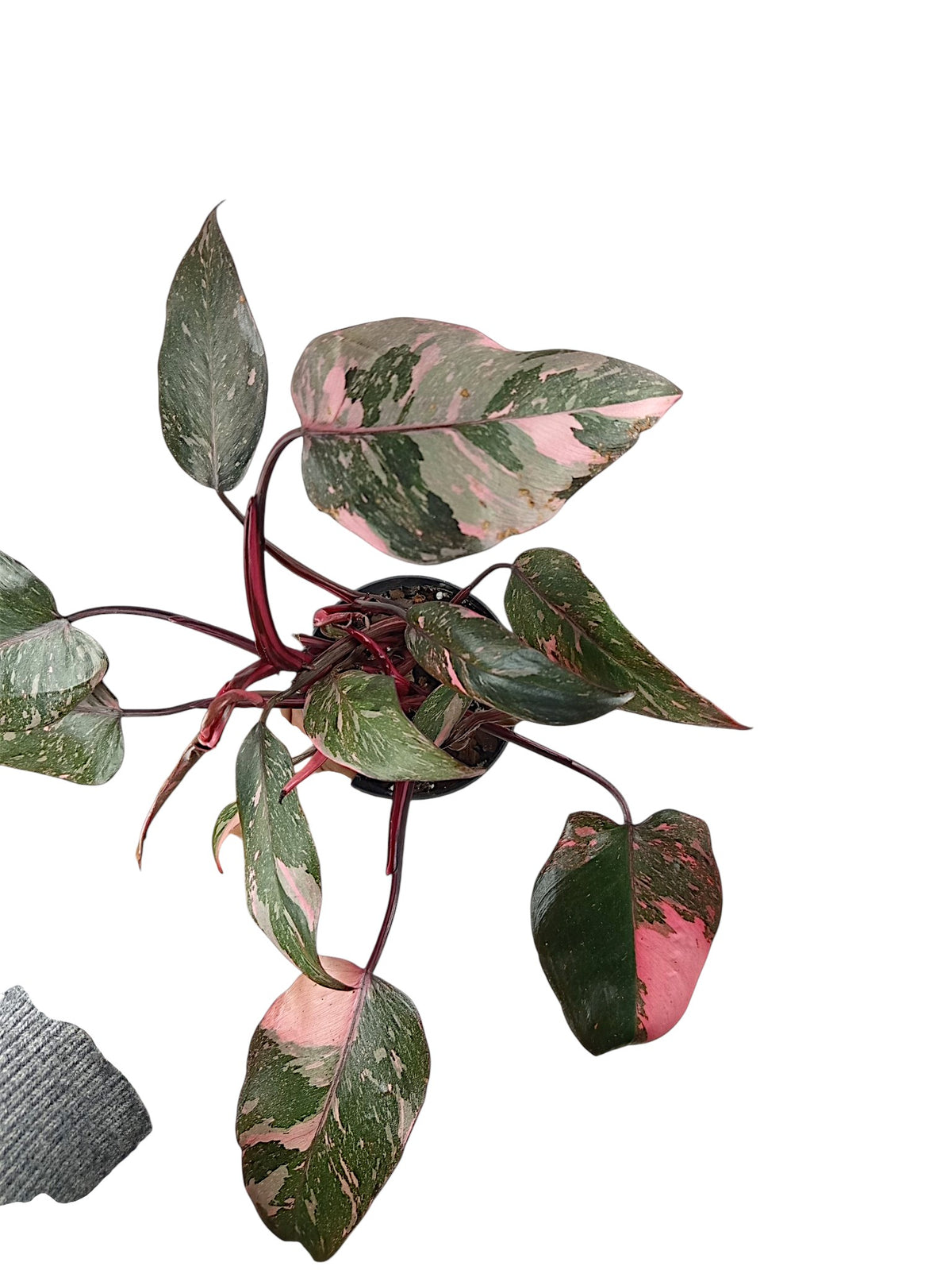 Philodendron Pink Princess Galazy