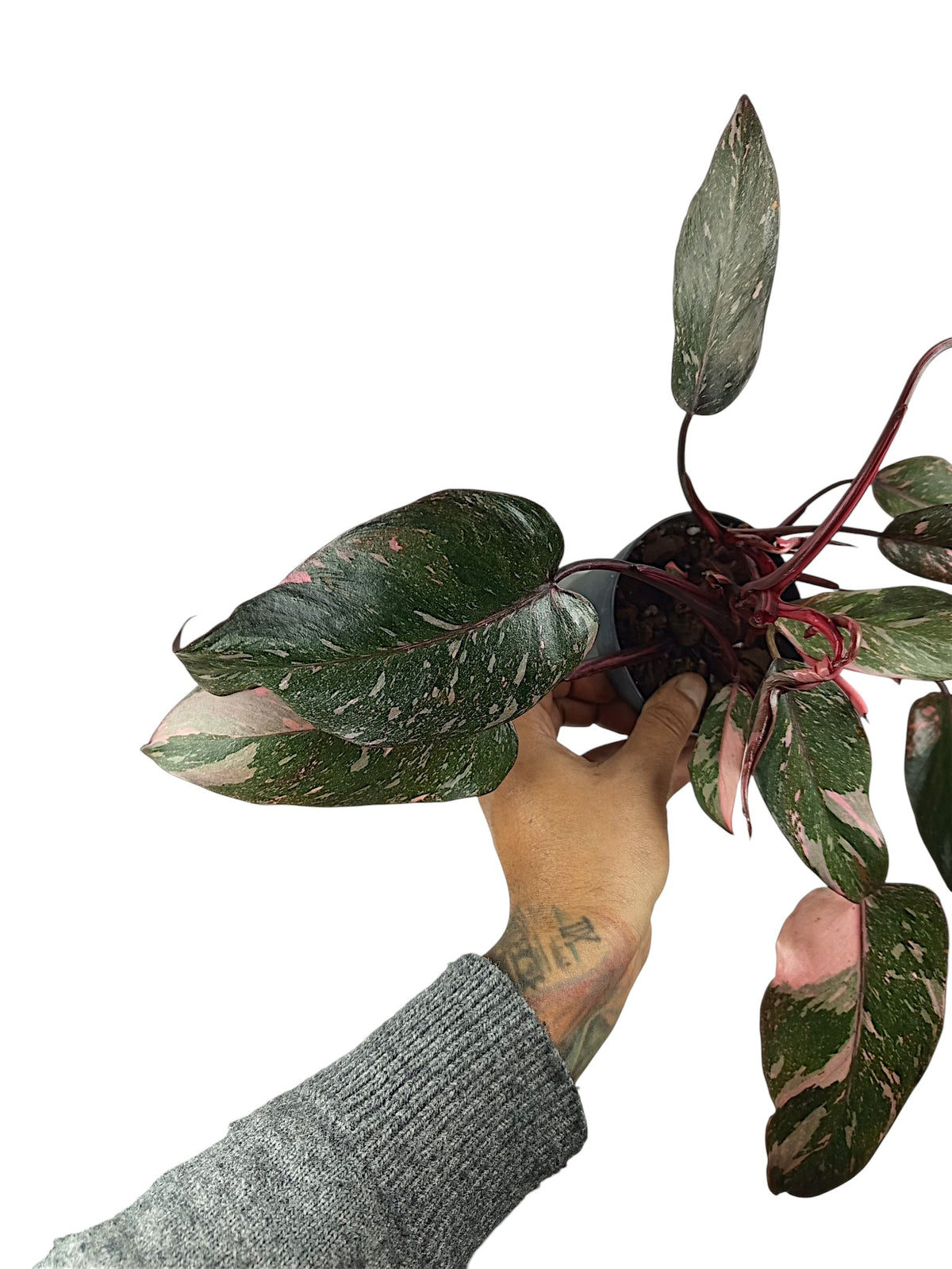 Philodendron Pink Princess Galazy