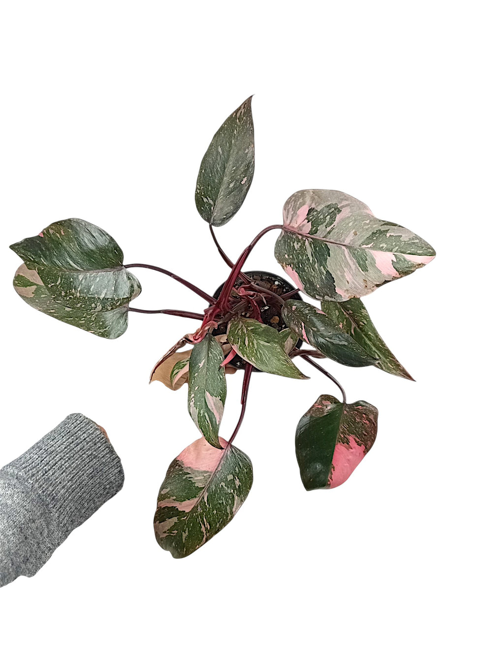 Philodendron Pink Princess Galazy