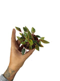 Peperomia Rosso Variegata