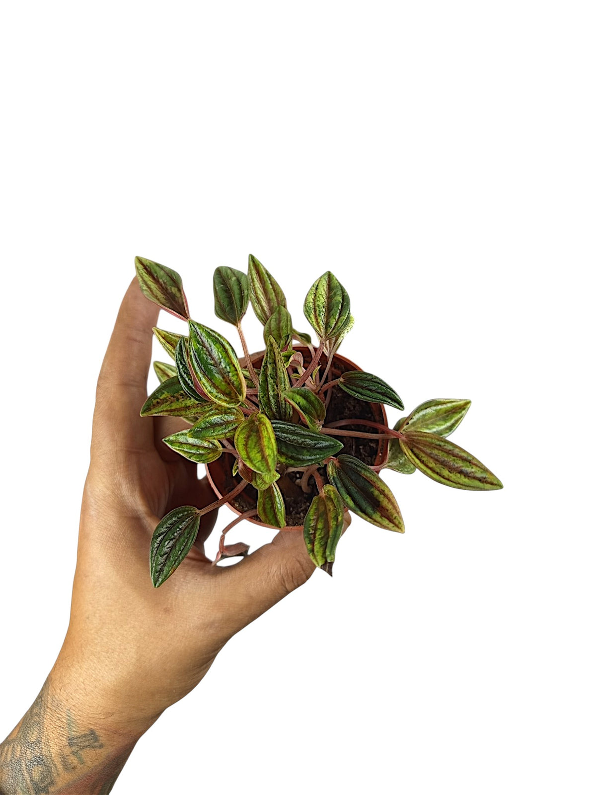 Peperomia Rosso Variegata