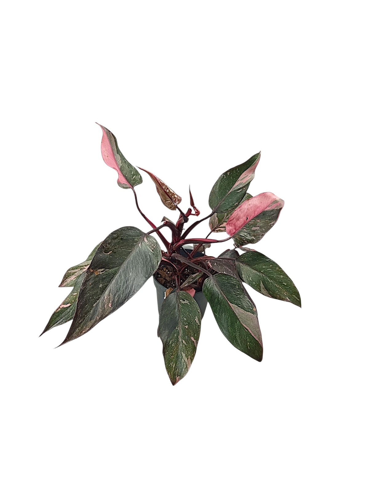 Philodendron Pink Princess Galazy - Black Variegation
