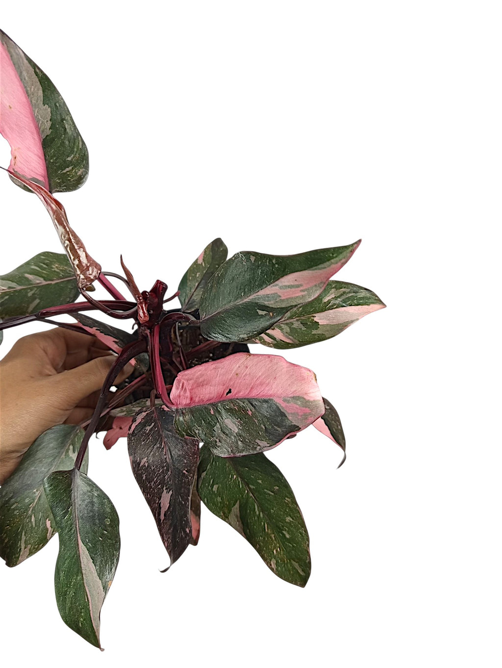 Philodendron Pink Princess Galazy - Black Variegation