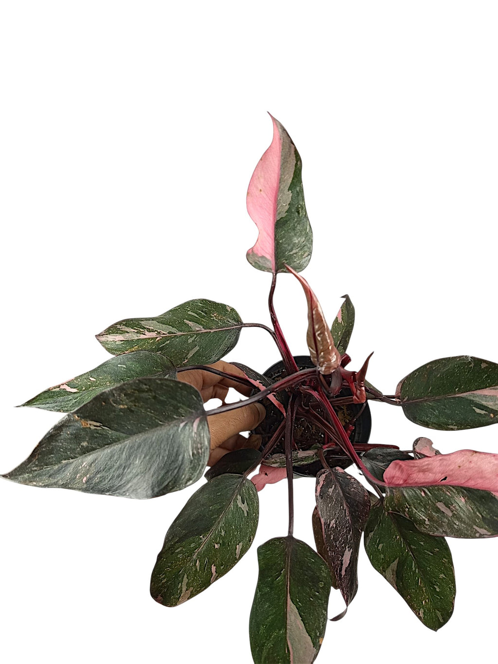 Philodendron Pink Princess Galazy - Black Variegation