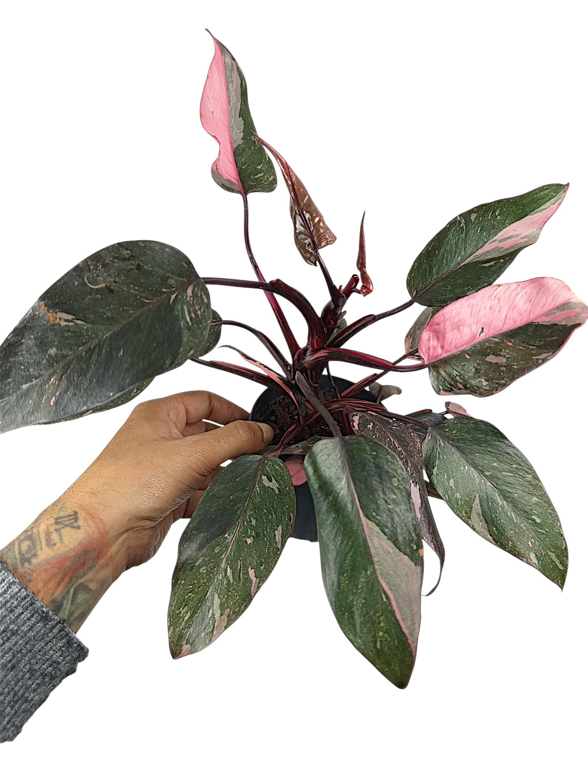 Philodendron Pink Princess Galazy - Black Variegation
