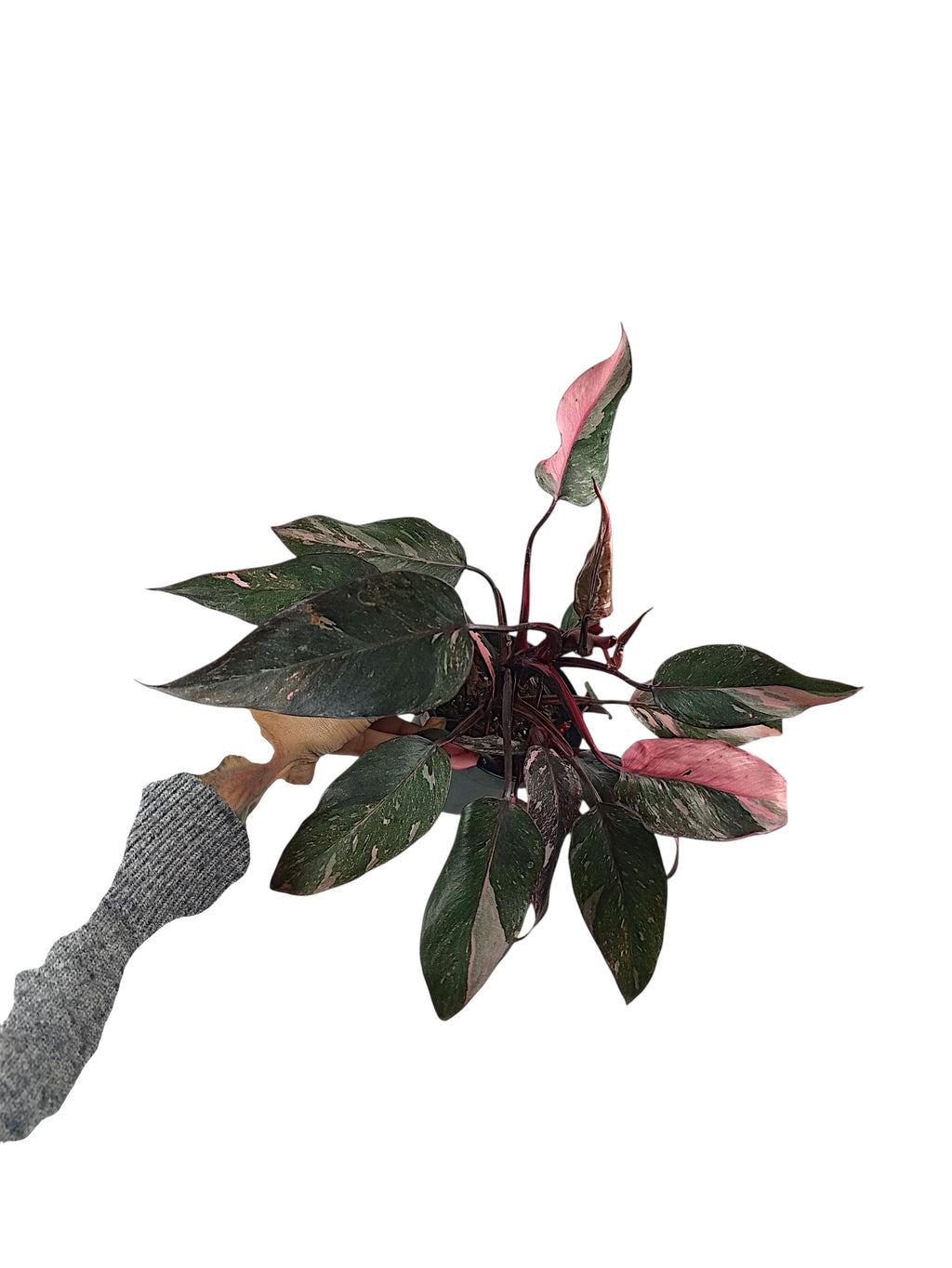 Philodendron Pink Princess Galazy - Black Variegation
