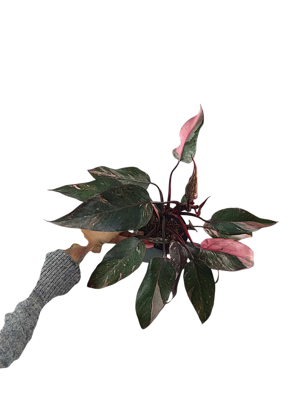 Philodendron Pink Princess Galazy - Black Variegation