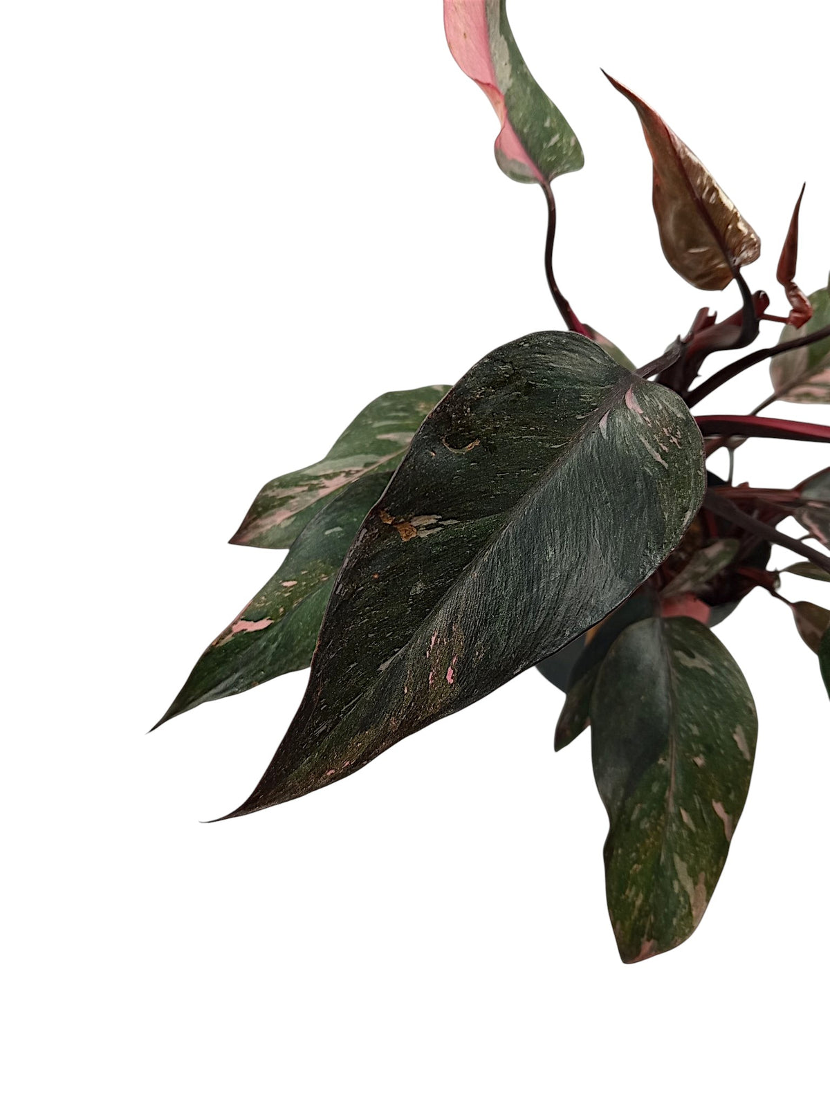 Philodendron Pink Princess Galazy - Black Variegation