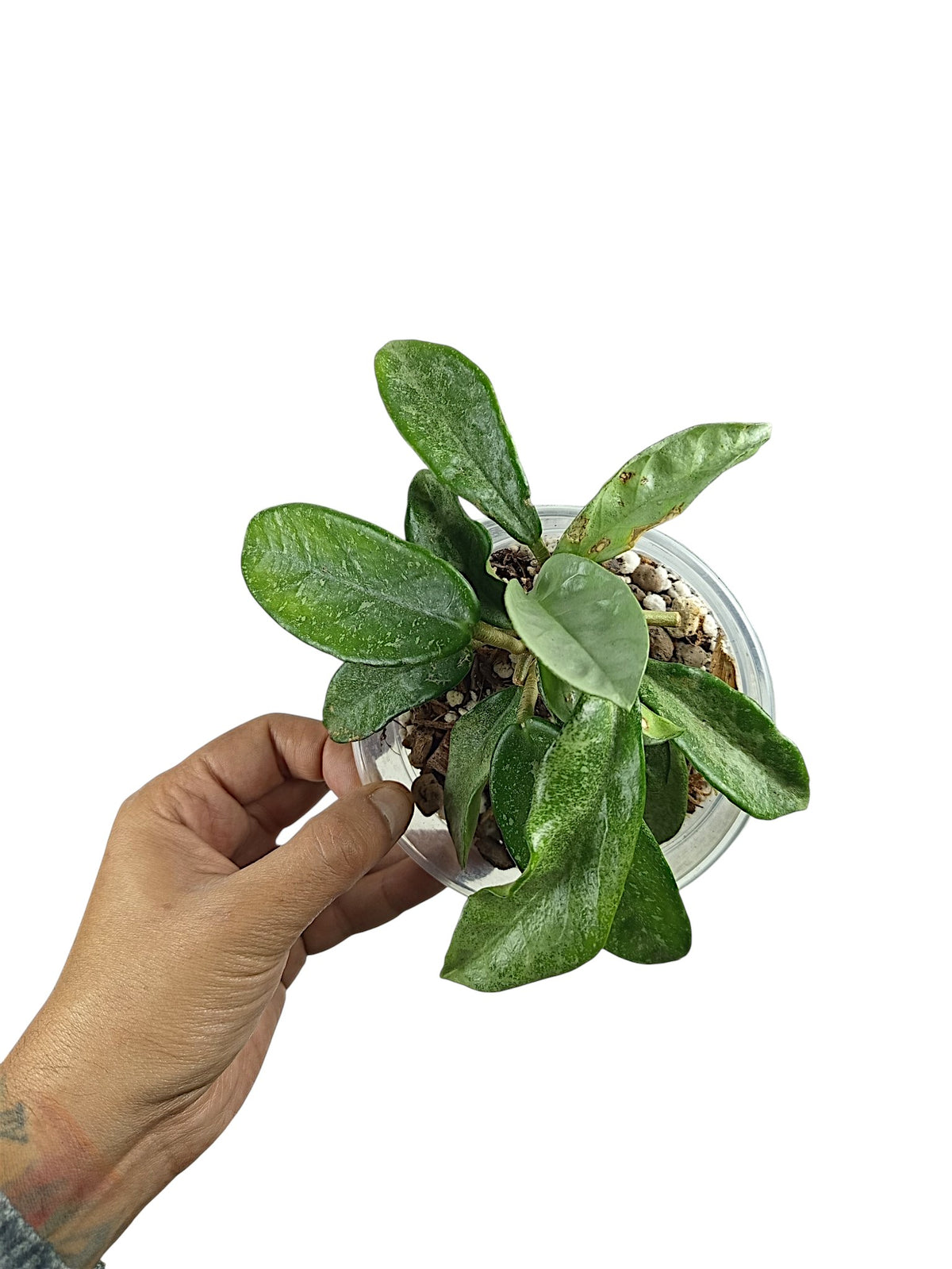 Hoya carnosa 'Grey Ghost'