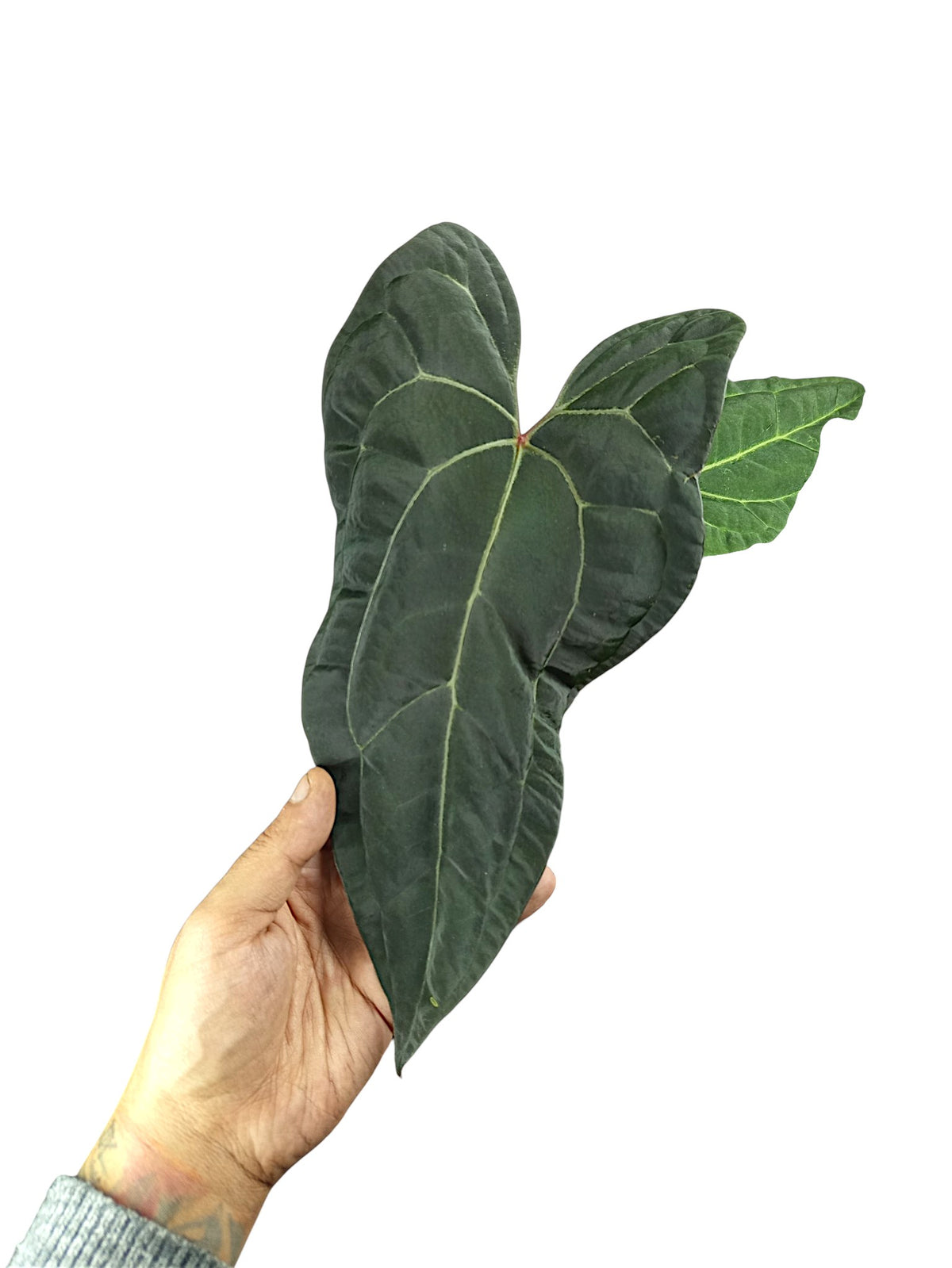 Anthurium Ace of Spades x Papillilaminum
