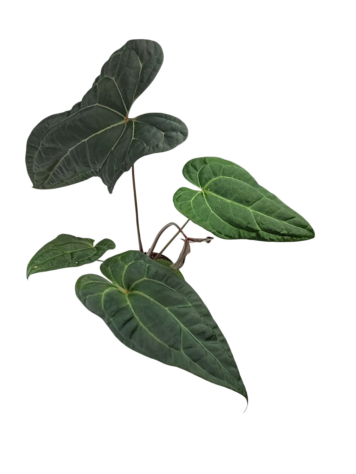 Anthurium Ace of Spades x Papillilaminum