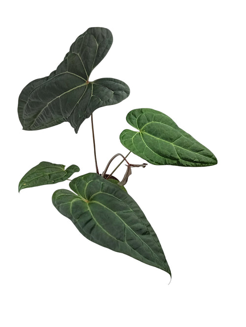 Anthurium Ace of Spades x Papillilaminum