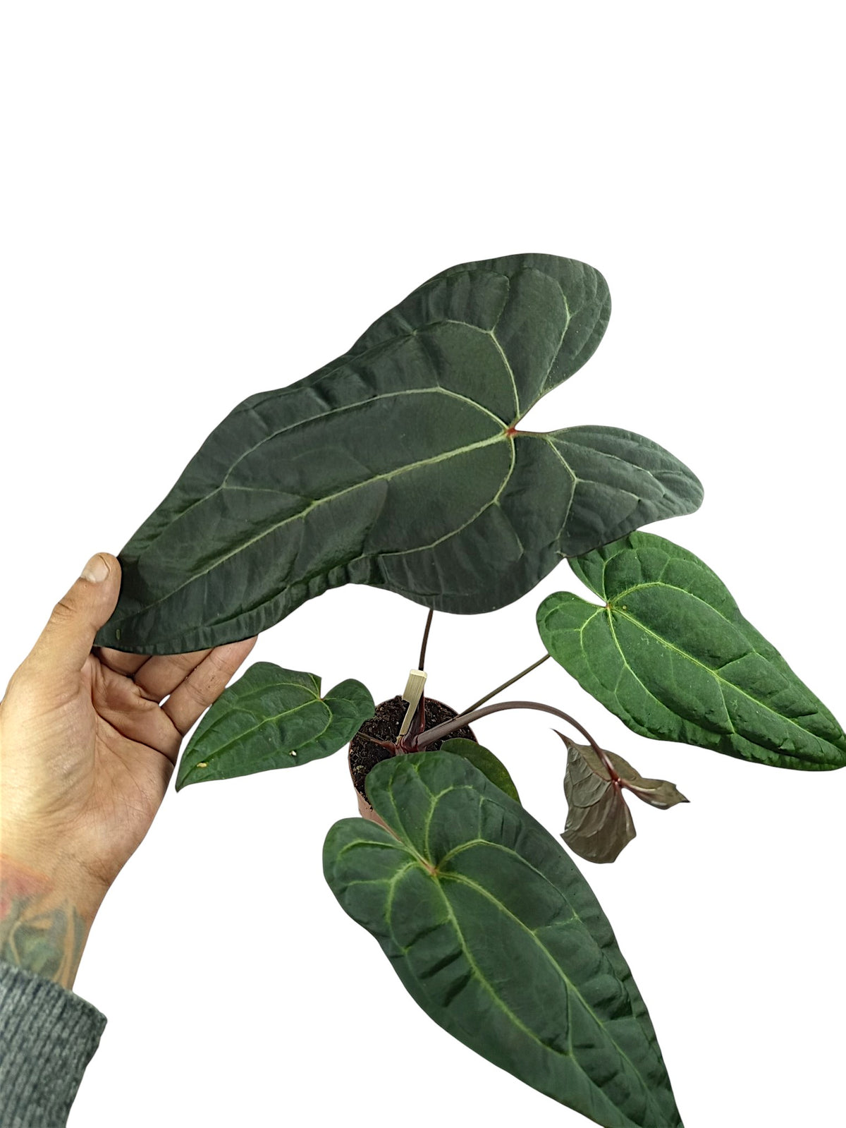 Anthurium Ace of Spades x Papillilaminum