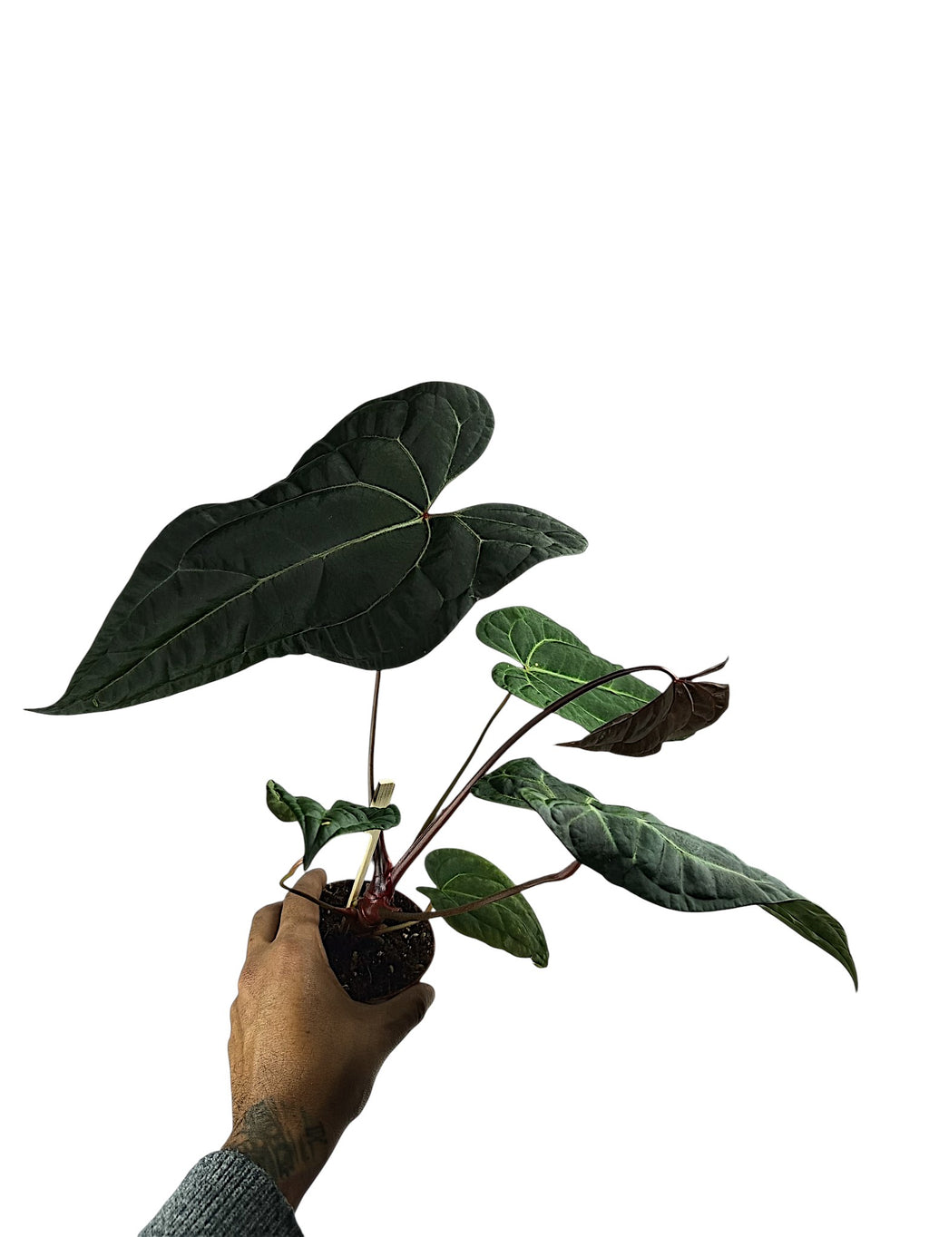 Anthurium Ace of Spades x Papillilaminum