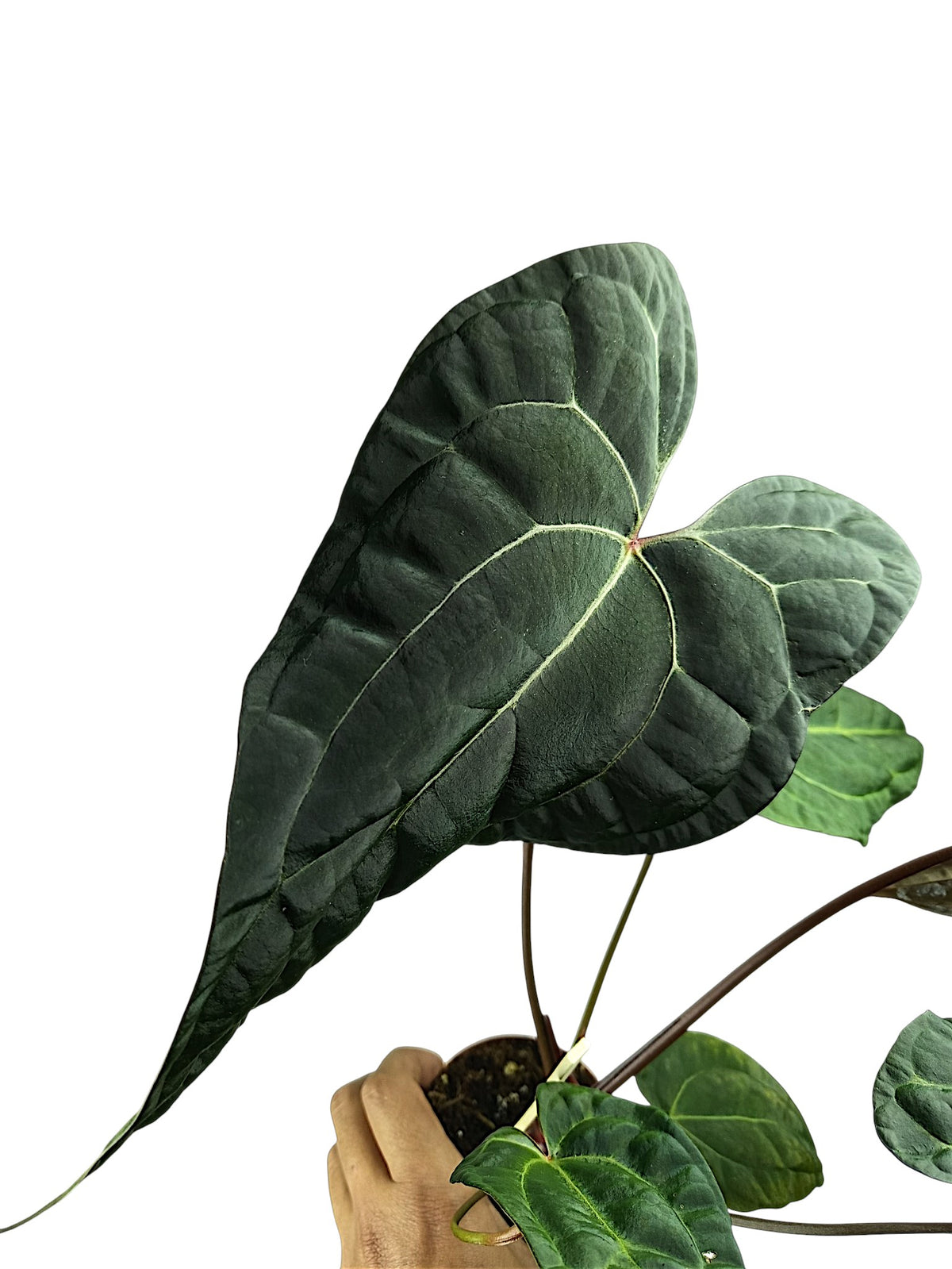 Anthurium Ace of Spades x Papillilaminum