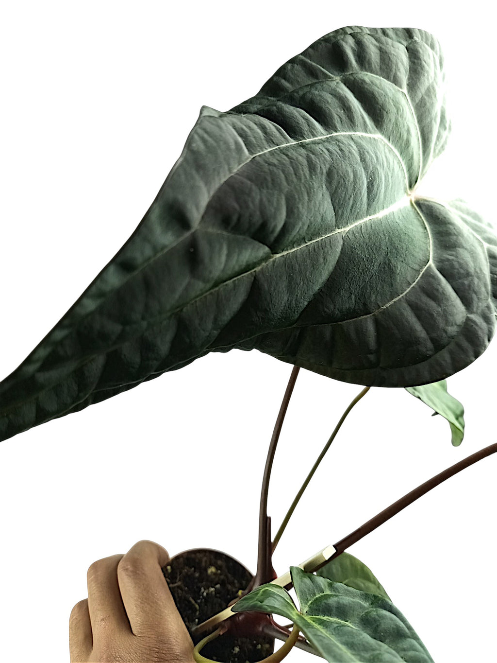 Anthurium Ace of Spades x Papillilaminum