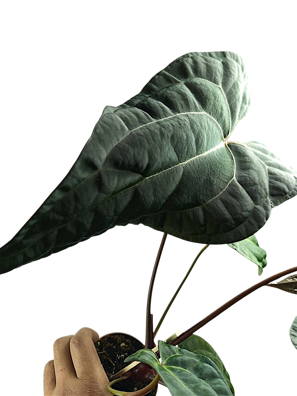 Anthurium Ace of Spades x Papillilaminum