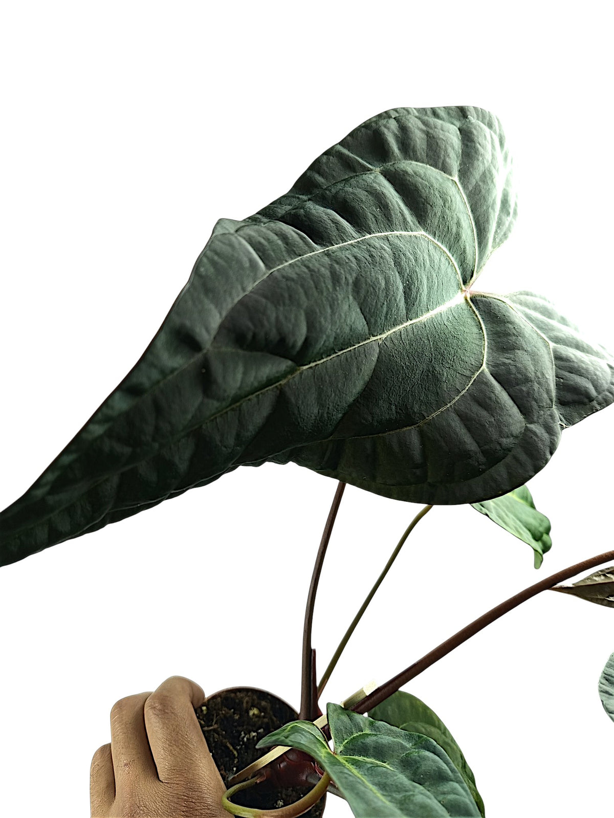 Anthurium Ace of Spades x Papillilaminum