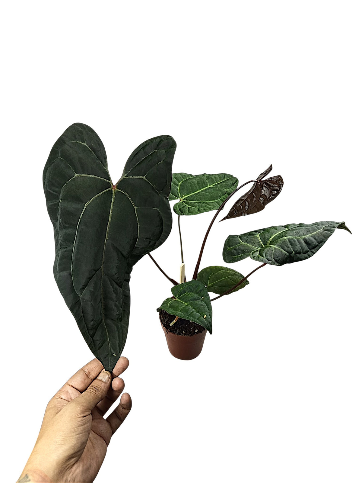 Anthurium Ace of Spades x Papillilaminum